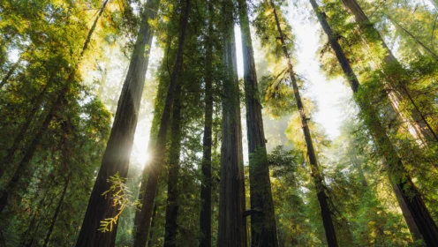 Tall redwood trees in a dense forest with sunlight streaming through the branches and green foliage.