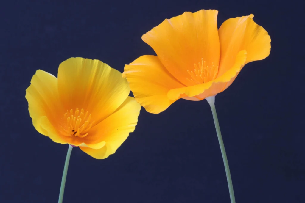 Two bright orange California poppy flowers with delicate petals and green stems are set against a solid dark blue background.